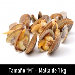 Almeja Fina Mediana 2