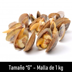 Almeja Fina Grande 2