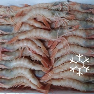 Gamba Blanca "G1" TUNEZ