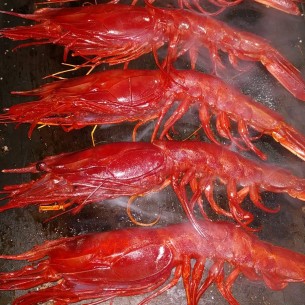 Carabinero Congelado a... 2