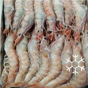 Gamba Blanca G1 HUELVA