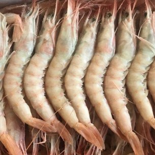 Gamba Blanca G2 HUELVA