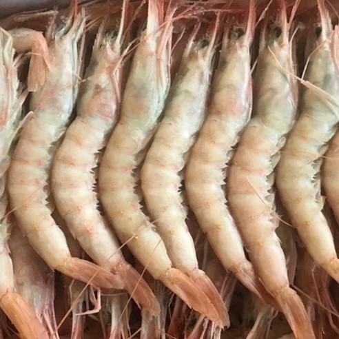 Gamba Blanca G2 HUELVA