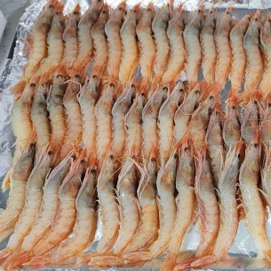 Gamba Blanca G2 HUELVA 2