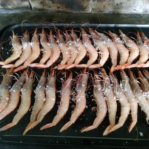 Gamba Blanca "G1" TUNEZ 2