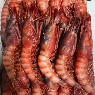 Gamba Roja 20/30 Congelada