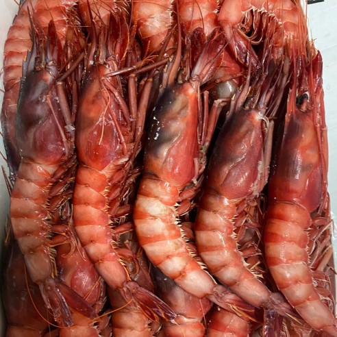 Gamba Roja 20/30 Congelada