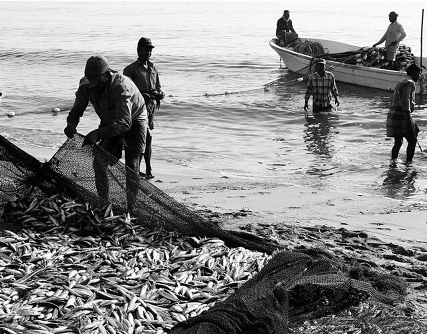 Pescado congelado: Servicios de Pescaderia El Gourmet Del Mar